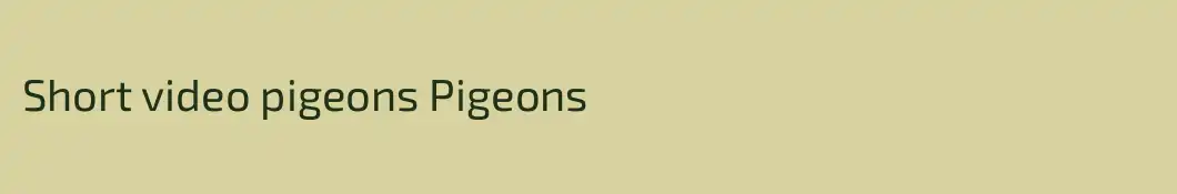 Short video pigeons Pigeons